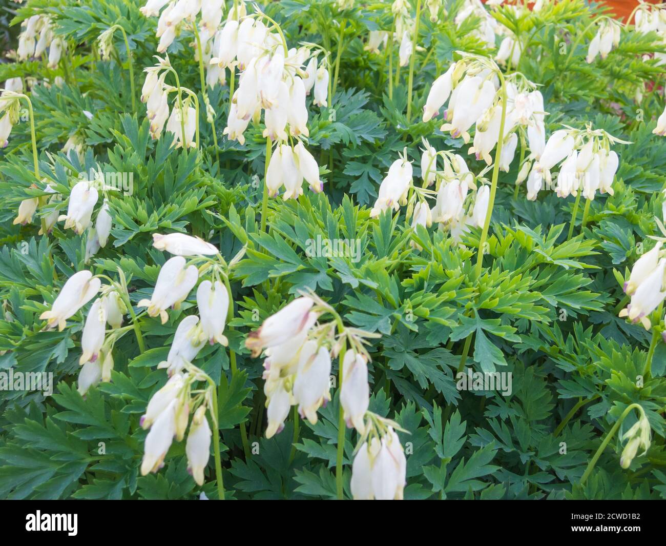 Dicentra bloom in spring garden Stock Photo Alamy