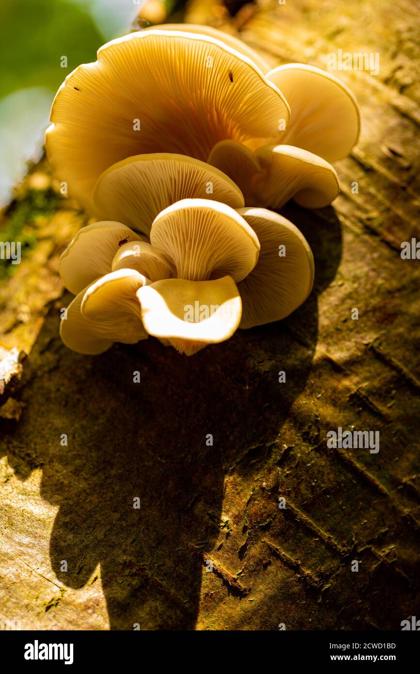 mushroom ita bolsa