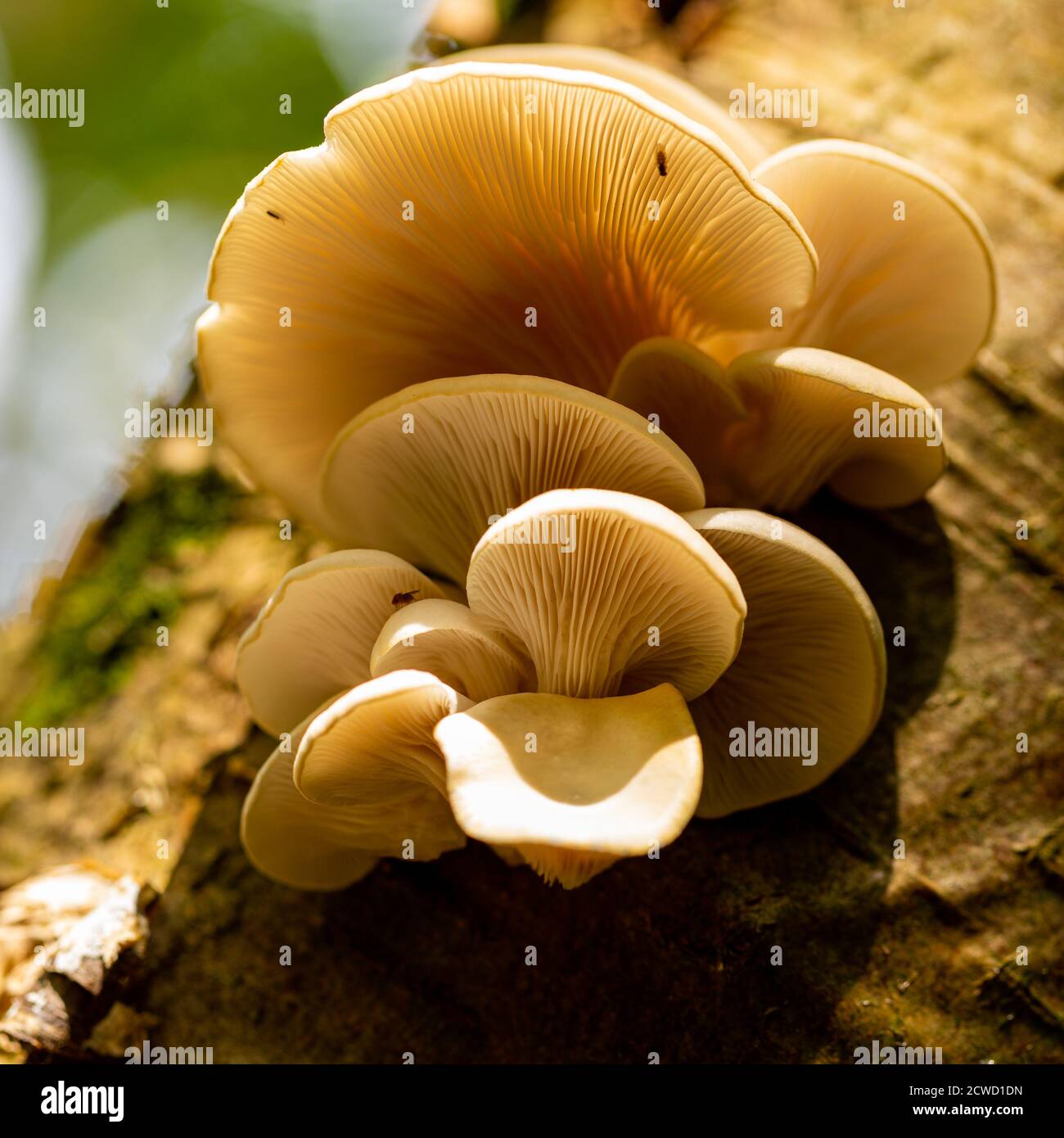 Oyster mushroom is a common edible mushroom. It was first cultivated in Germany as a subsistence