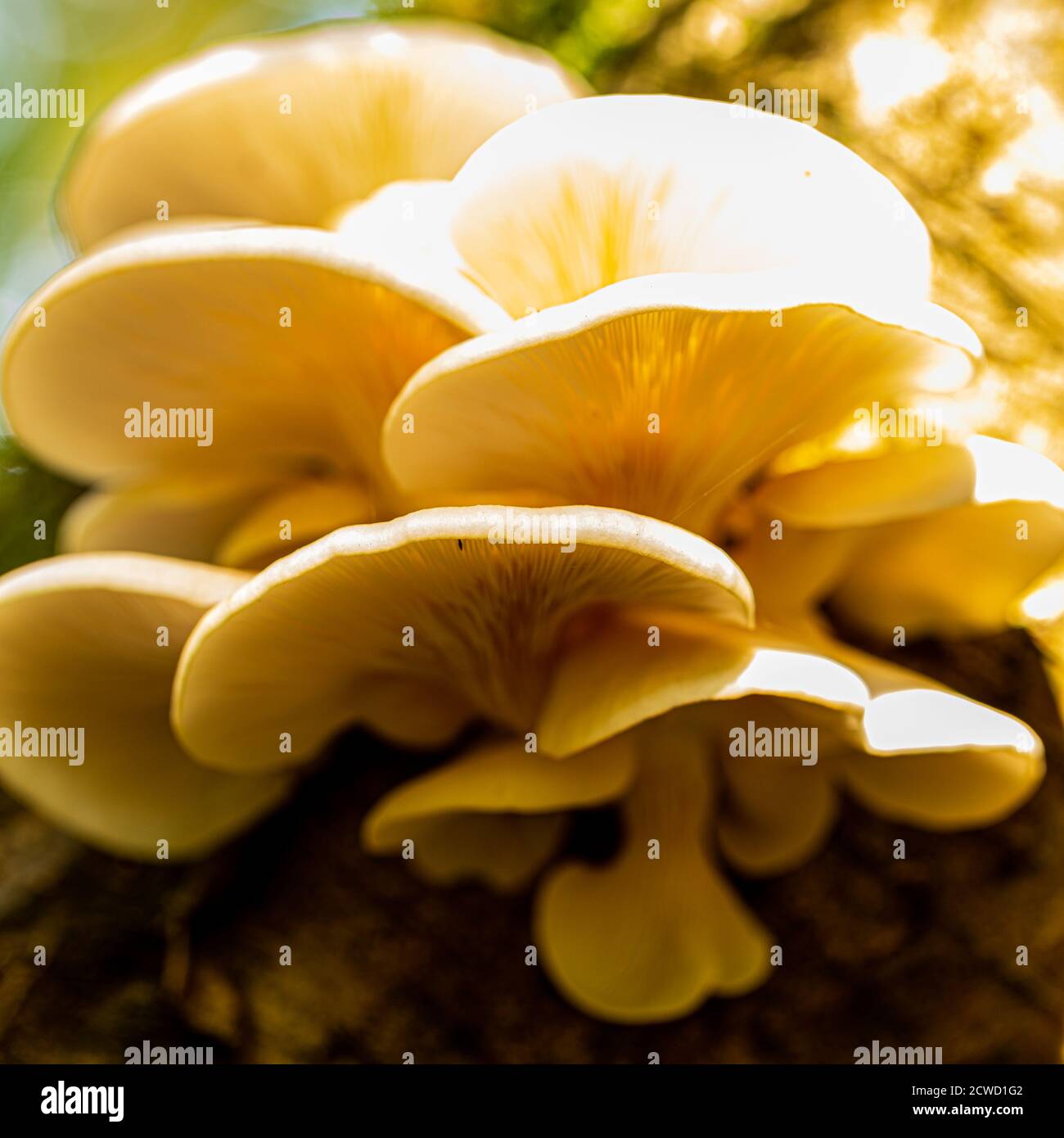 mushroom ita bolsa
