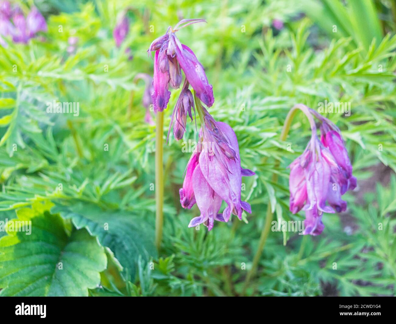 Dicentra bloom in spring garden Stock Photo Alamy