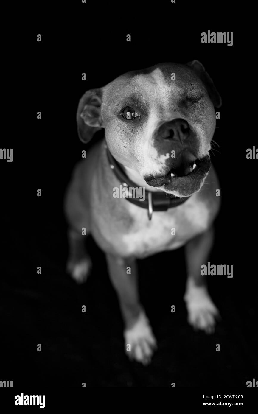 One eyed Bulldog - black white studio portrait with black background Stock Photo