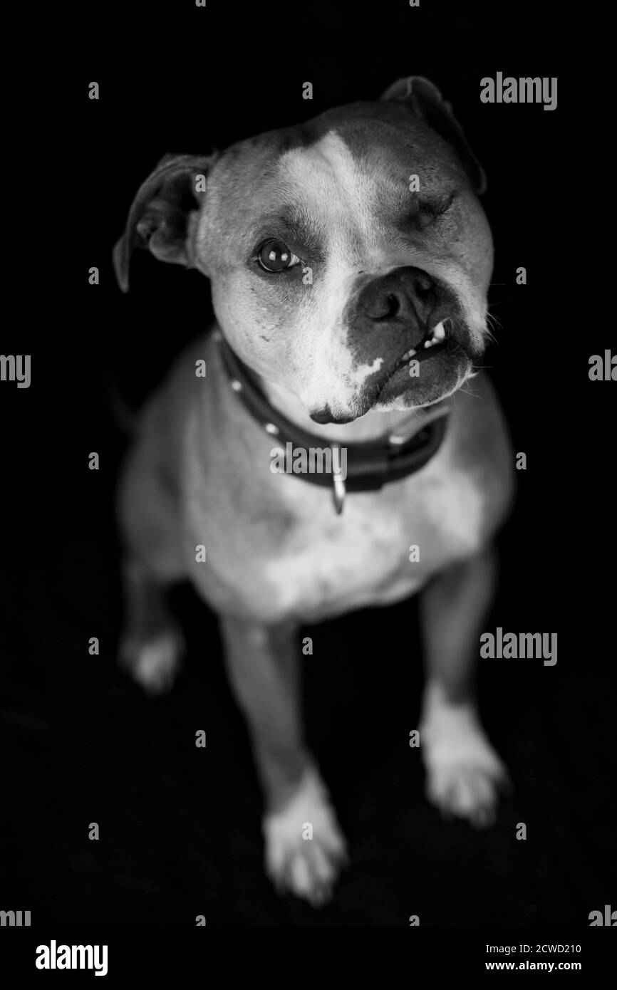 One eyed Bulldog - black white studio portrait with black background Stock Photo