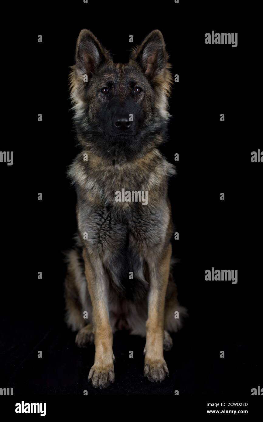 Longhaired German Shepherd Dog (Alsatian) studio portrait with black — free download