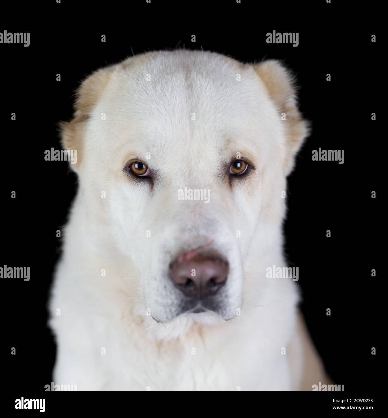 Central Asian Shepherd Dog Alabai Ovcharka studio portrait
