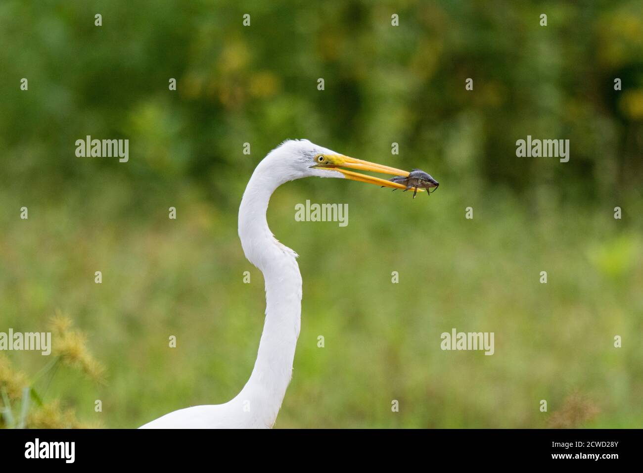 An adult great egret fishing, Ardea alba, Pacaya River, Pacaya-Samiria Reserve, Loreto, Peru. Stock Photo