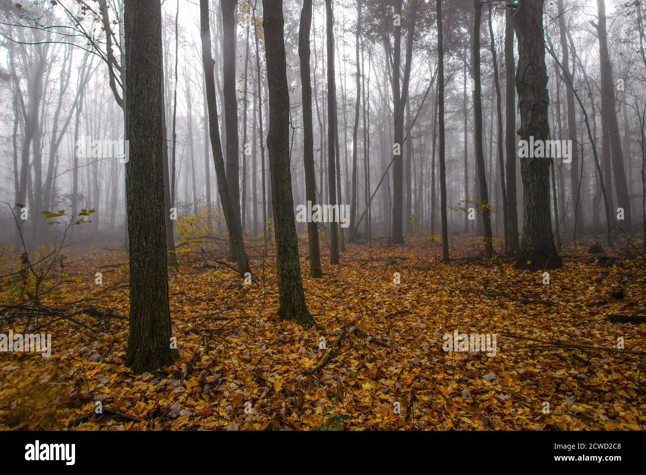 Foggy enchanted fall forest in northern Michigan Stock Photo