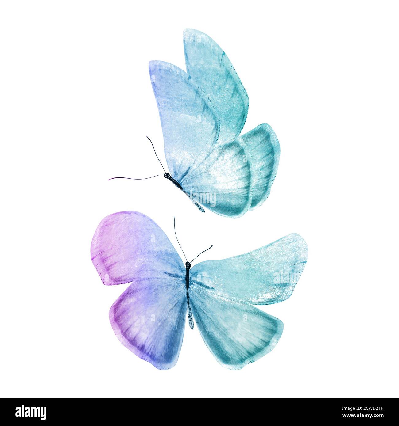 watercolor butterflies isolated on a white Stock Photo - Alamy