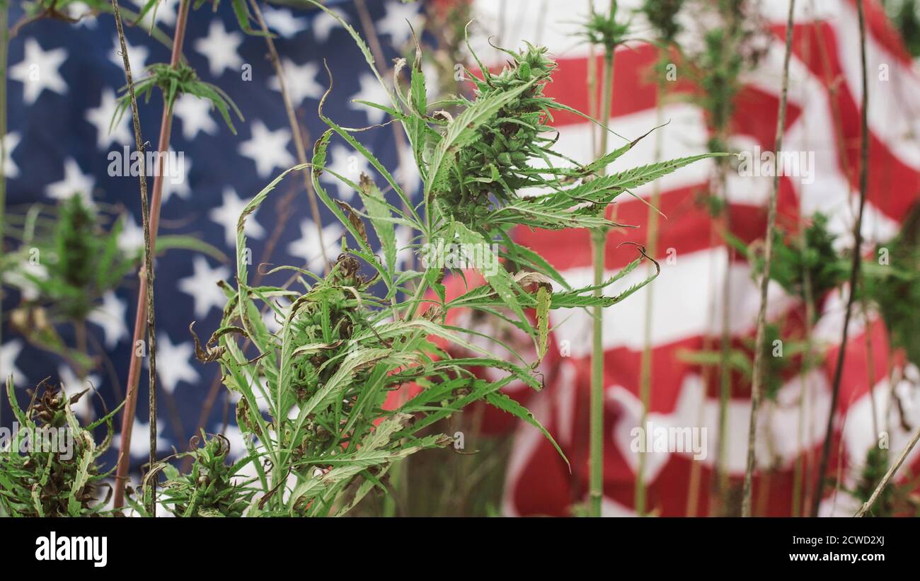 Cannabis or Hemp plant with american flag. Concept of or medical marijuana legalization. Stock Photo
