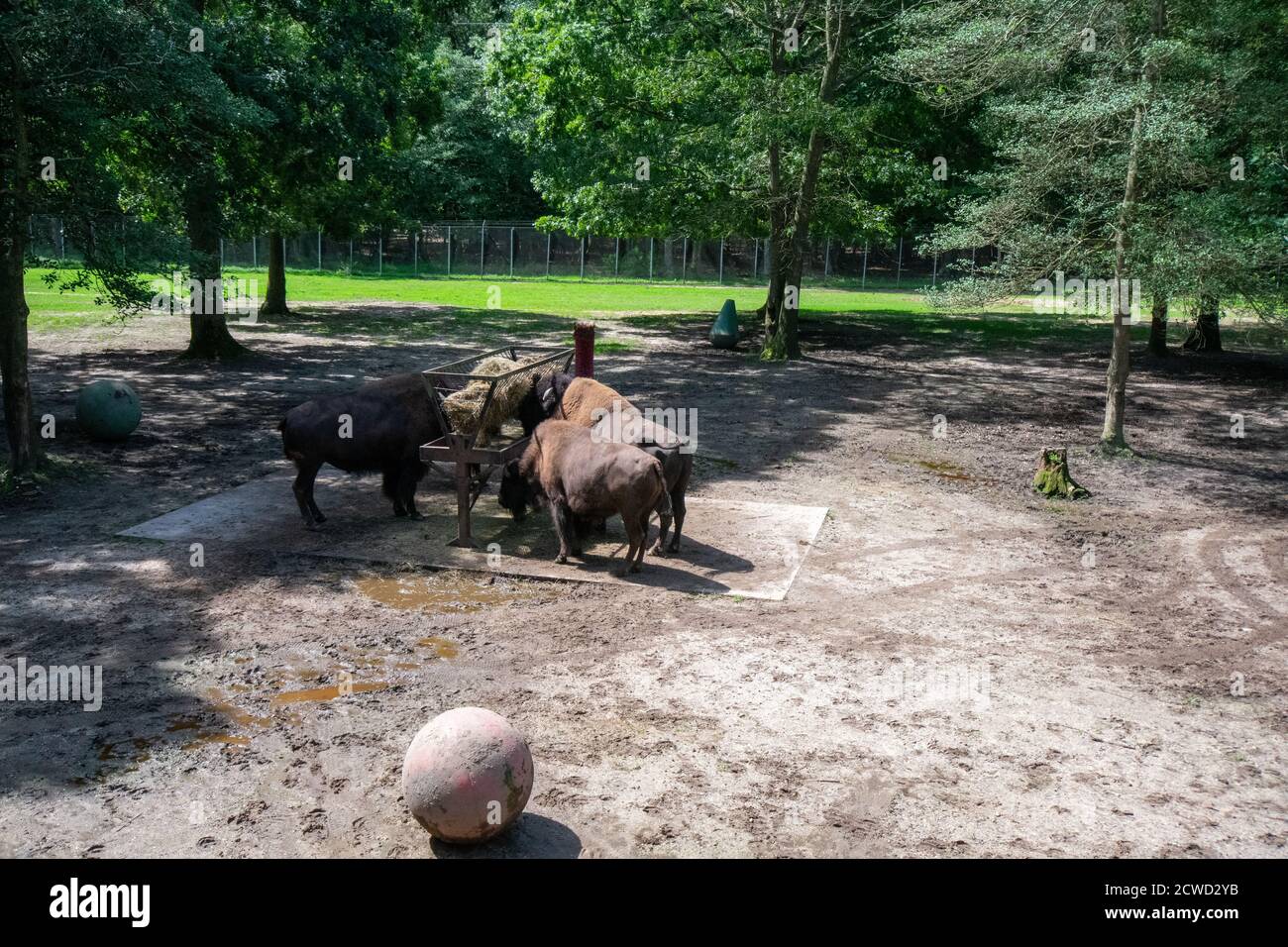 A Group of Brown Buffalo Eating Hay in an Enclosure in a Zoo Stock Photo