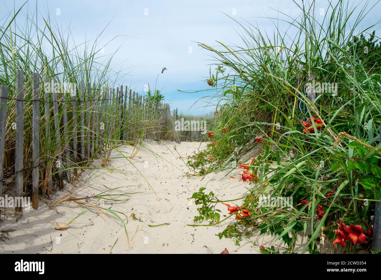 A Sandy Path At the Beach With an Old Wooden Fence and Overgrown Plants on Each Side Stock Photo