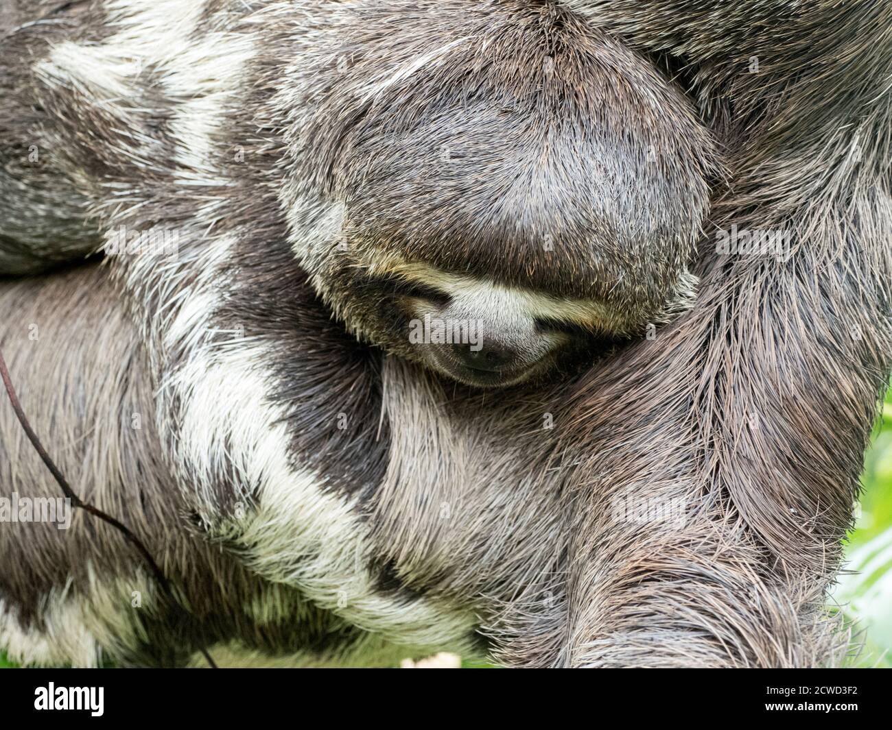 baby brown-throated sloth clinging to mother, Bradypus variegatus, San Francisco, Amazon Basin, Loreto, Peru. Stock Photo