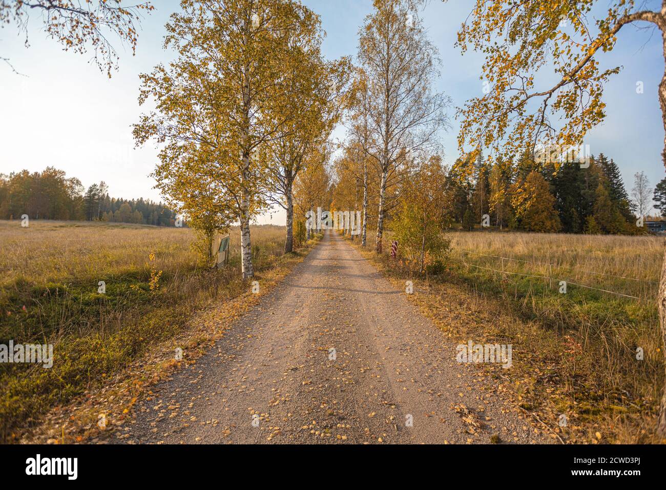 Gravel road with birches. Converging lines in the horizon. Autumn landscape. High quality photo Stock Photo
