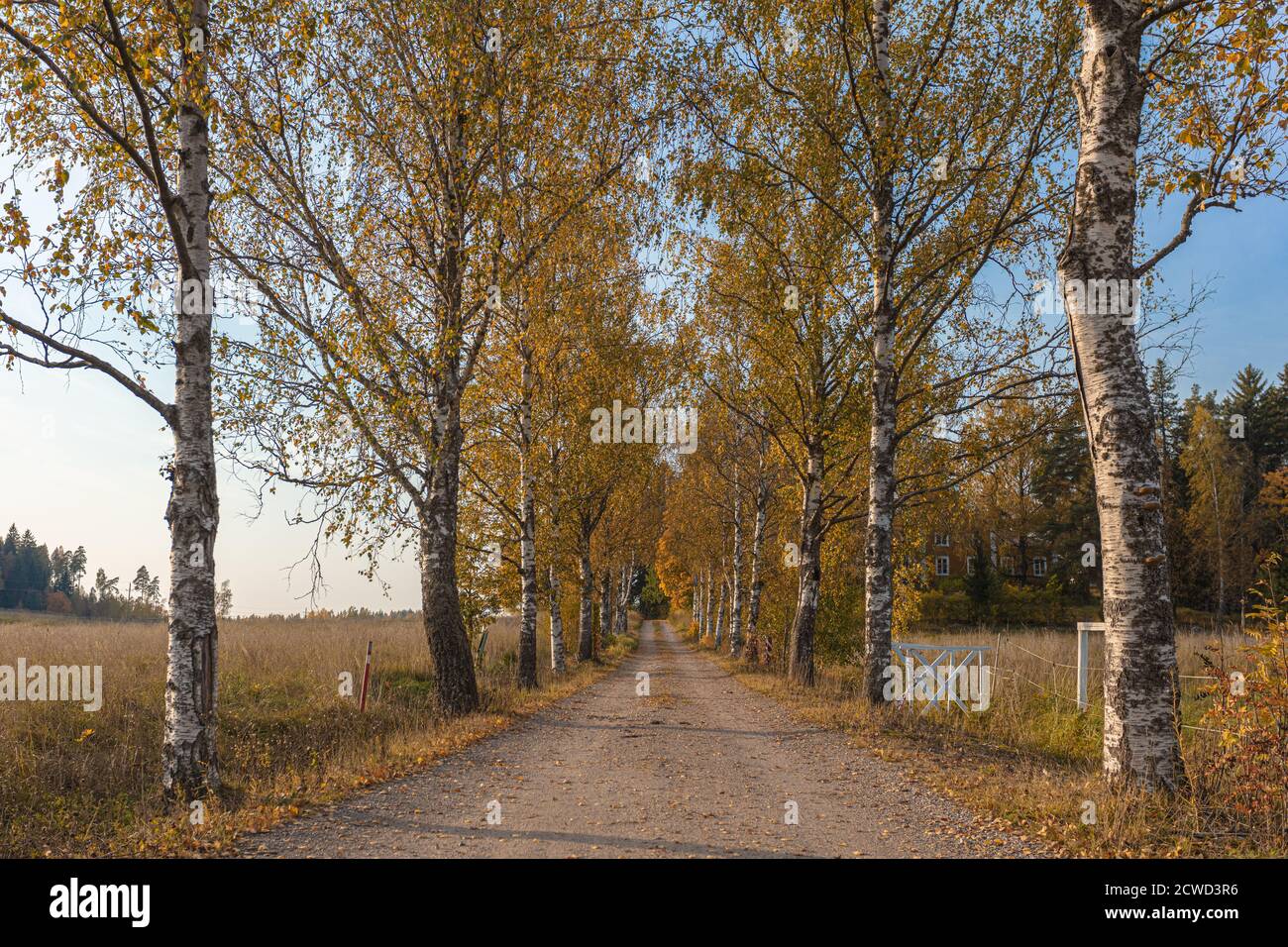 Gravel road with birches. Converging lines in the horizon. Autumn landscape. High quality photo Stock Photo
