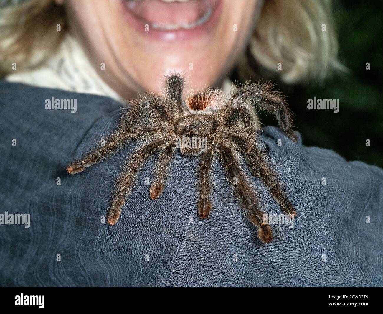 Woman handles a tarantula, screaming for fun, Amazon River Basin, Peru. Stock Photo