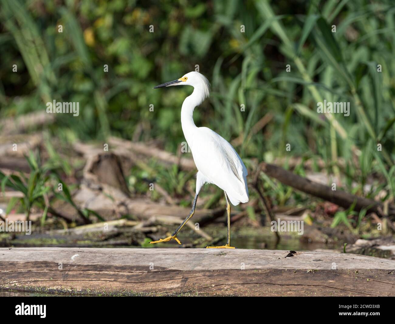 An adult snowy egret, Egretta thula, Río El Dorado, Amazon Basin, Loreto, Peru. Stock Photo