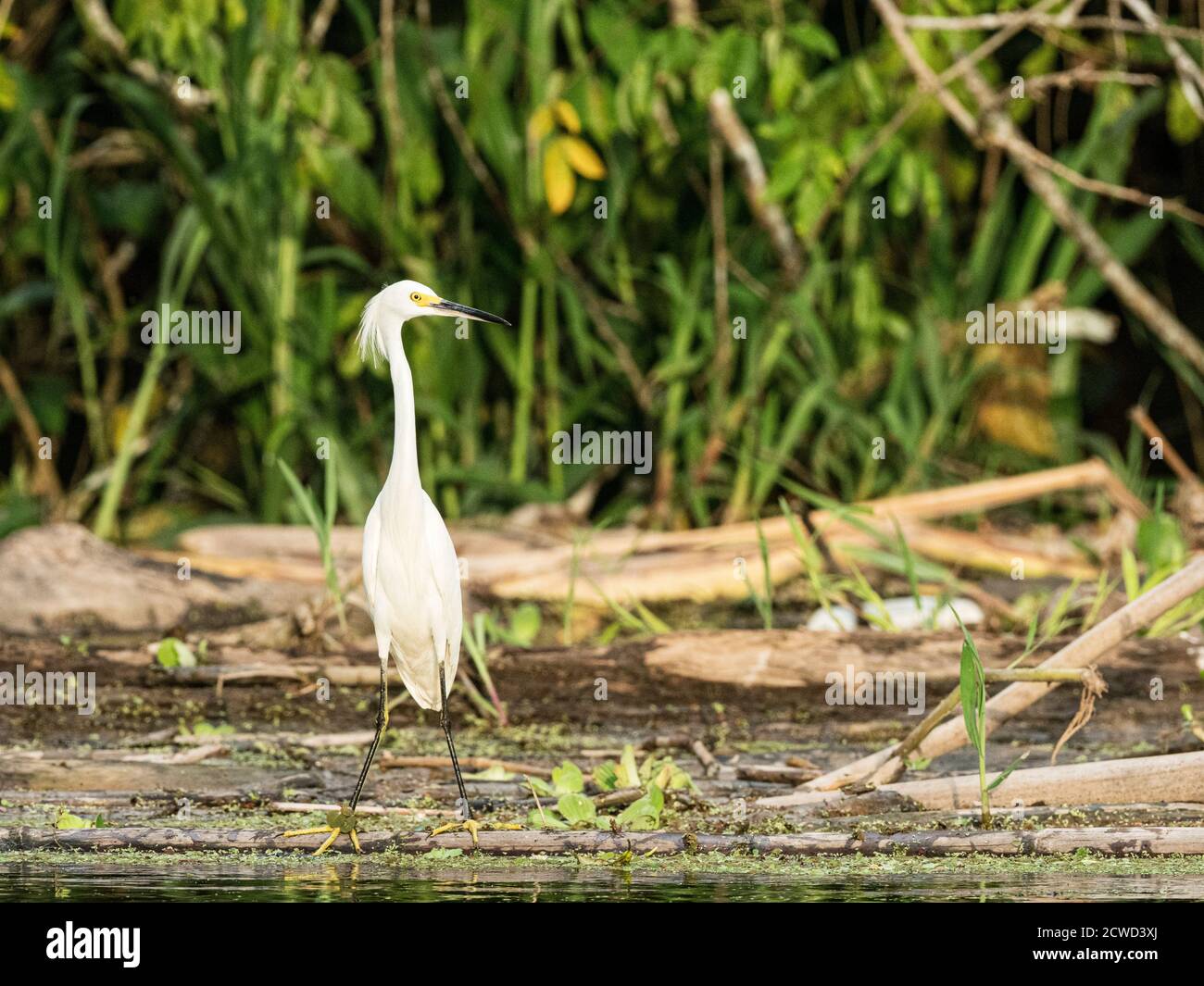 An adult snowy egret, Egretta thula, Río El Dorado, Amazon Basin, Loreto, Peru. Stock Photo