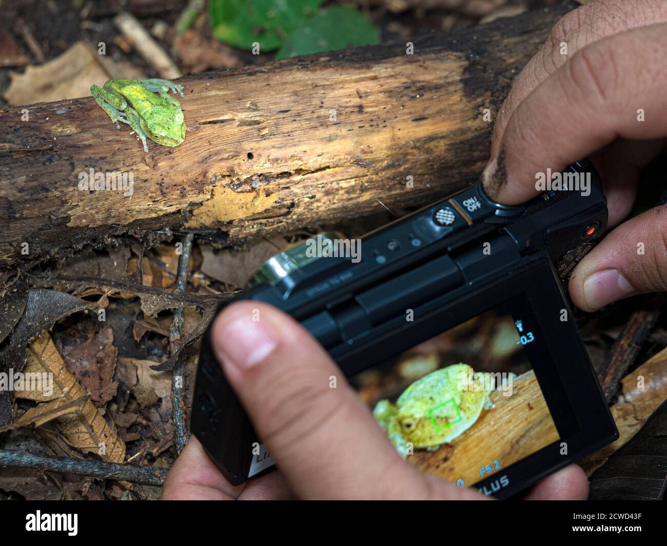 An adult rough-skinned green tree frog, Hyla granosa, on the  Marañon River, Nauta, Peru. Stock Photo
