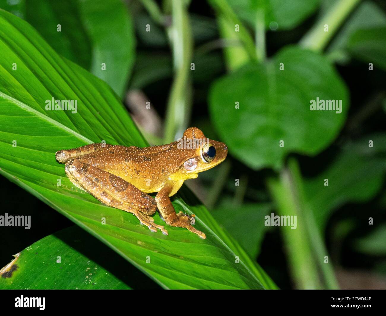 An adult rough-skinned green treefrog, Hyla granosa, on the Ucayali River at night, Pacaya Samiria Reserve, Loreto, Peru. Stock Photo