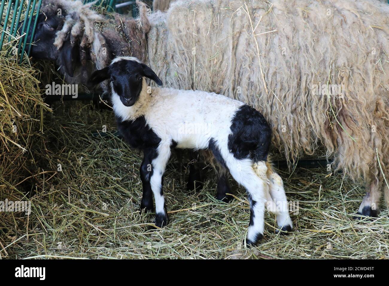 Small black and white lamb among sheep in farm Stock Photo Alamy