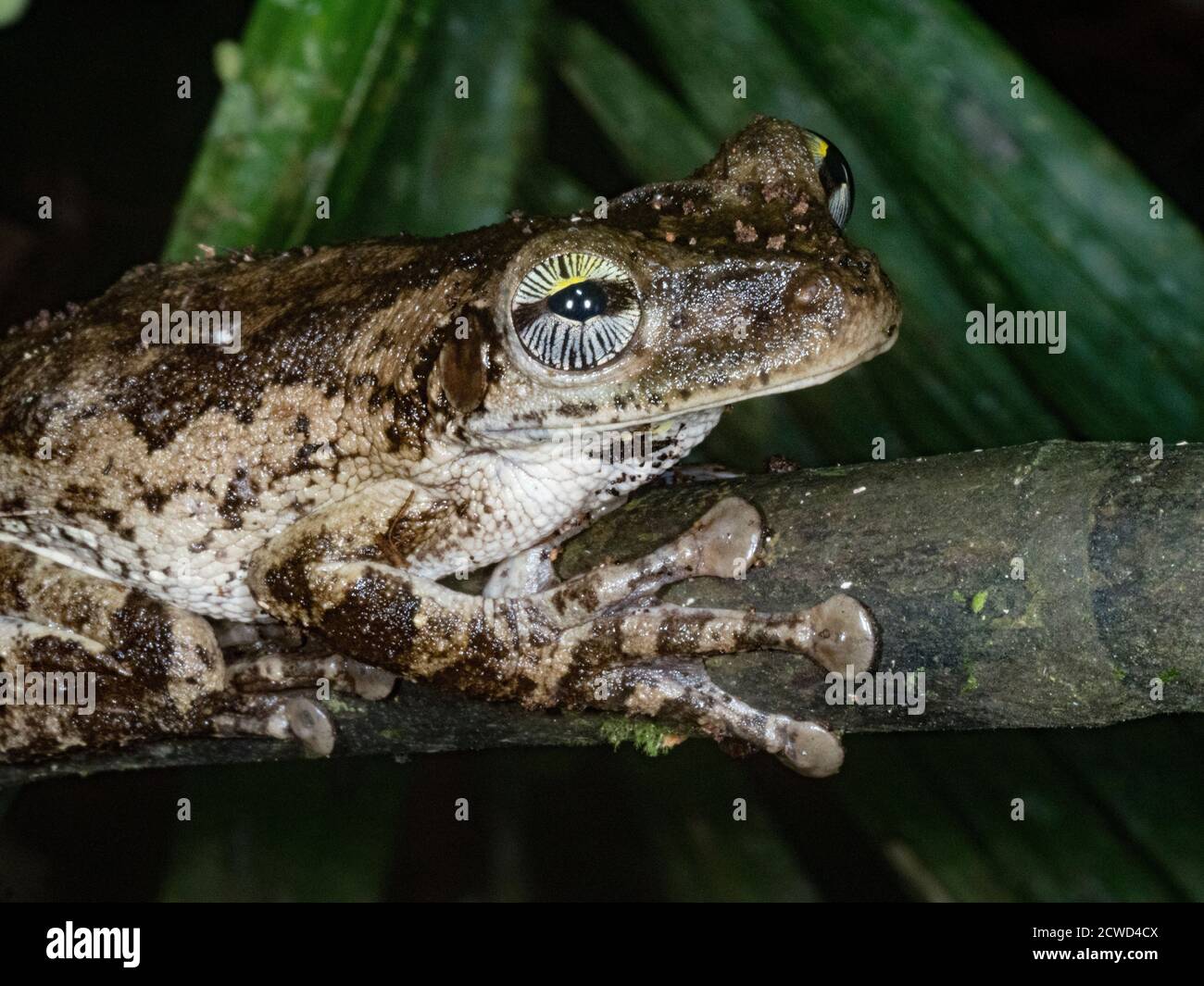 An adult Manaus slender-legged tree frog, Osteocephalus taurinos, Ucayali River, Pacaya Samiria Reserve, Loreto, Peru. Stock Photo