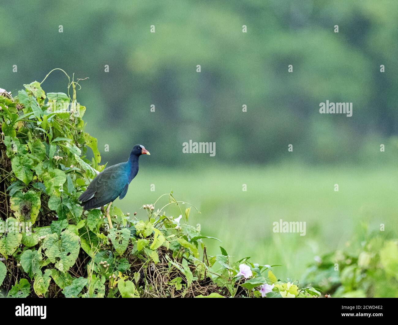 Adult purple gallinule, Porphyrio martinica, Marayali Caño, Amazon Basin, Loreto, Peru. Stock Photo