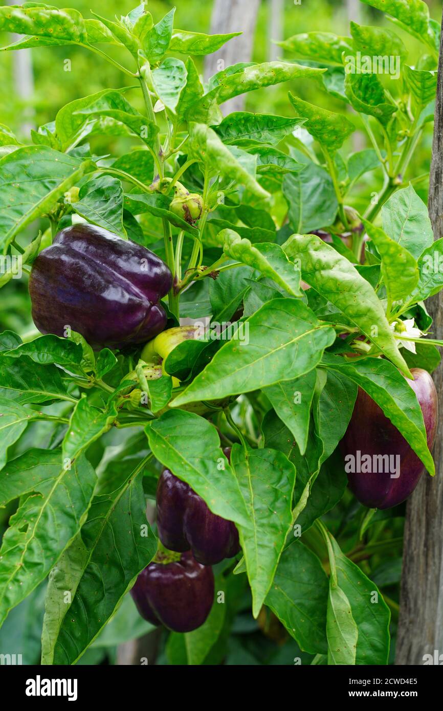Purple sweet bell peppers growing in the vegetable garden Stock Photo
