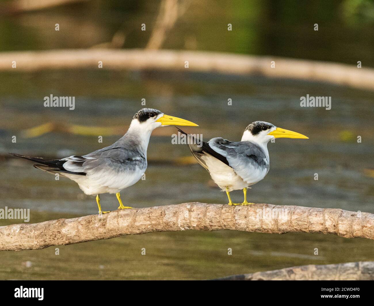 Large-billed terns, Phaethusa simplex, perched on the Río El Dorado, Amazon Basin, Loreto, Peru. Stock Photo