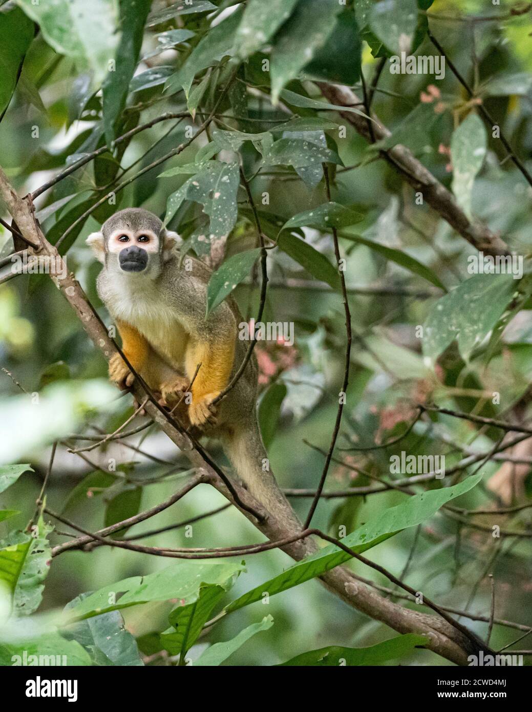 Adult common squirrel monkey, Saimiri sciureus, Pahuachiro tributary, Amazon Basin, Loreto, Peru. Stock Photo