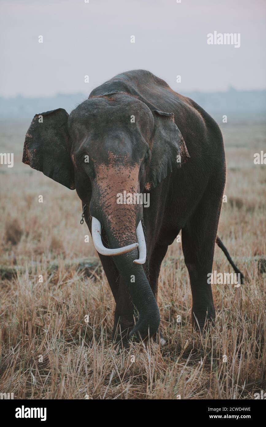 Indian elephant employed in the farming Stock Photo - Alamy