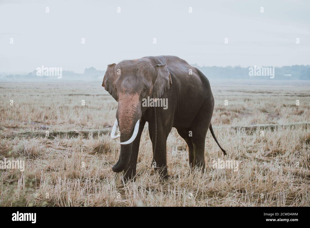 Indian elephant employed in the farming Stock Photo - Alamy