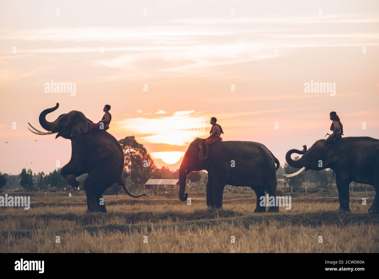 Man and his elephant in northern thailand Stock Photo