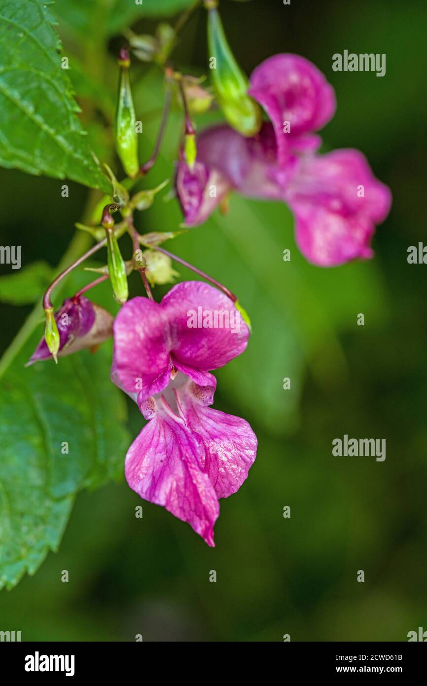 Close up photograph of a Himalayan Balsam Flower growing with many others in a woodland near Cardiff. Stock Photo