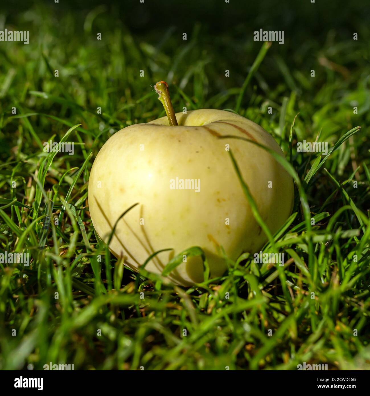Harvest autumn. Yellow apple on green grass close-up. Square image. Stock Photo