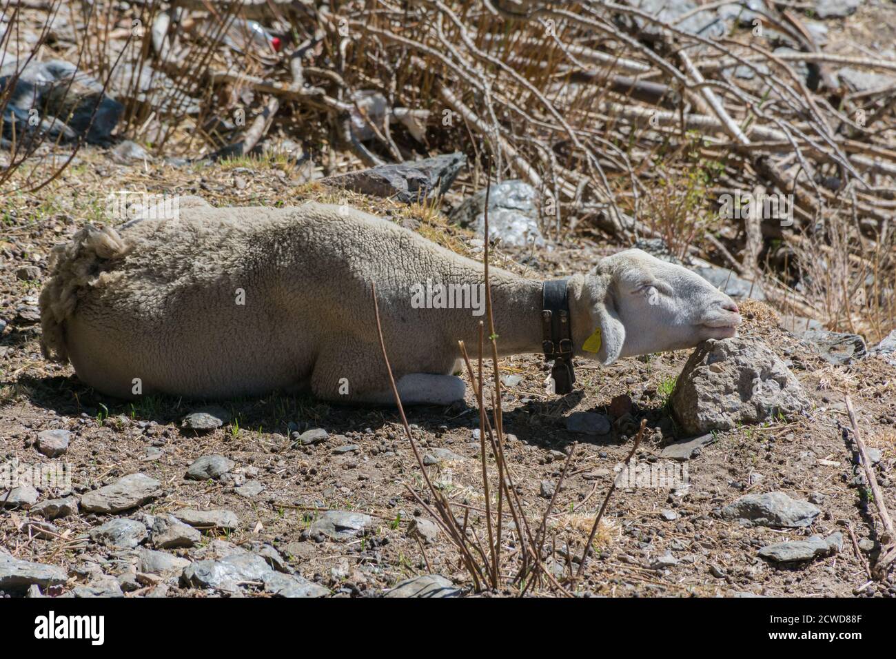 Sheep sleeping with its head resting on a stone Stock Photo