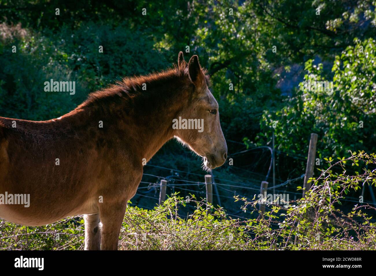 Mule, a mixture of donkey and mare, sterile animal highly appreciated in the countryside for its strength. Stock Photo