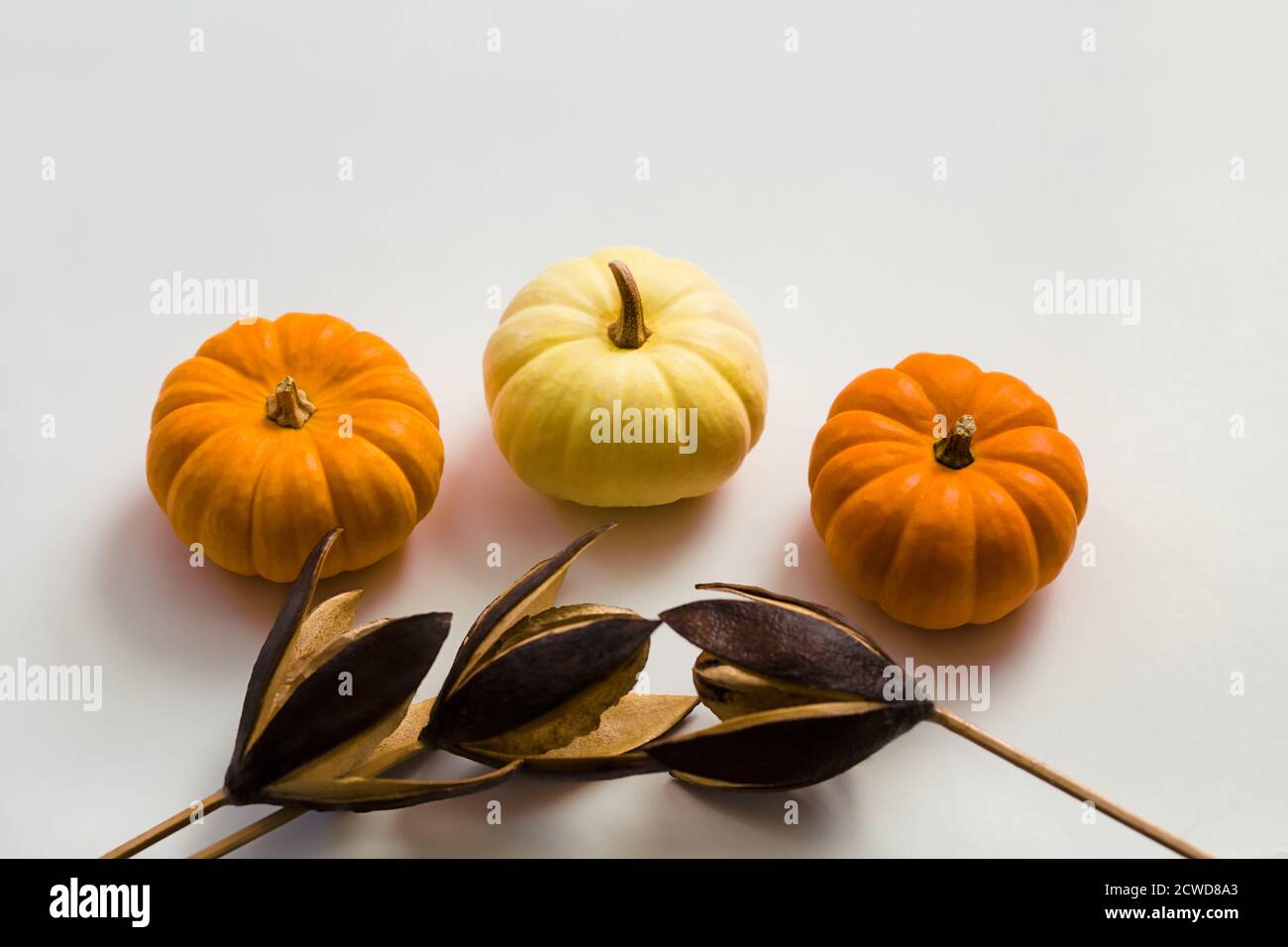 Three pumpkins and three dried brown wood flowers on white background Stock Photo