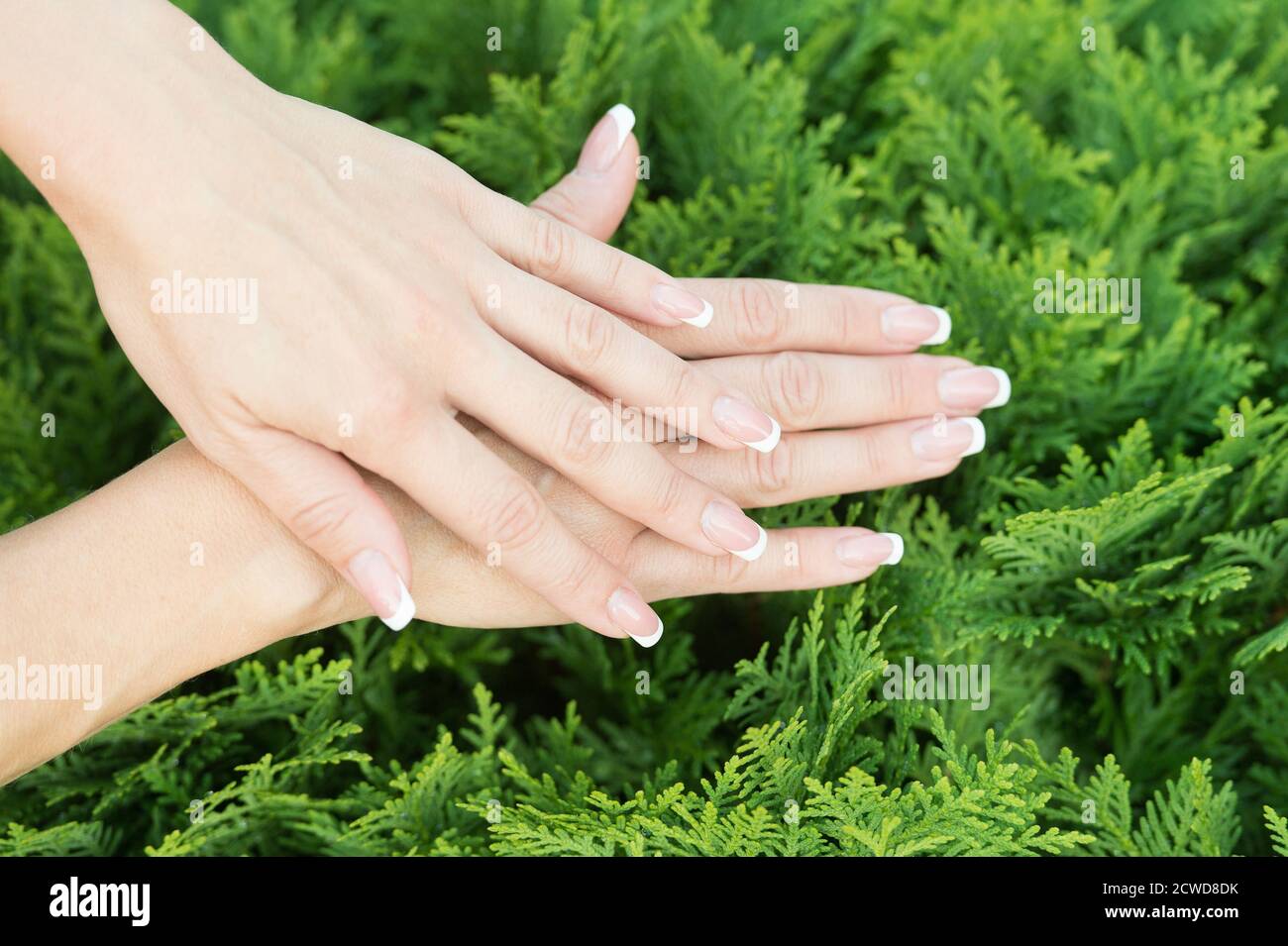 Take care of your hands. Female hands with french manicure on natural  background. Fingernail care. Beauty and spa. Make your nails look healthy  and beautiful Stock Photo - Alamy
