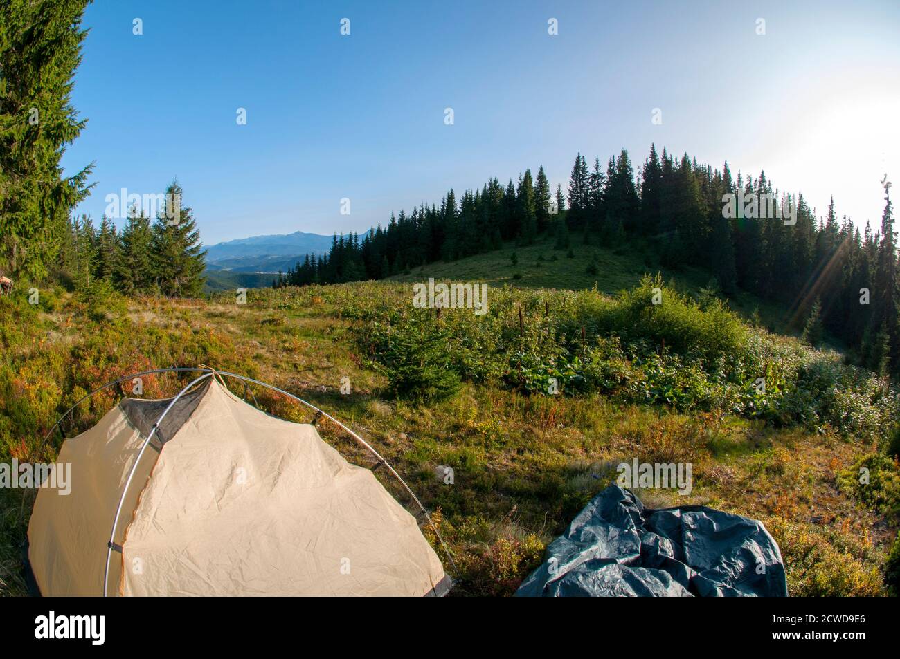 tourist tent stands on a green meadow against the backdrop of forests ...