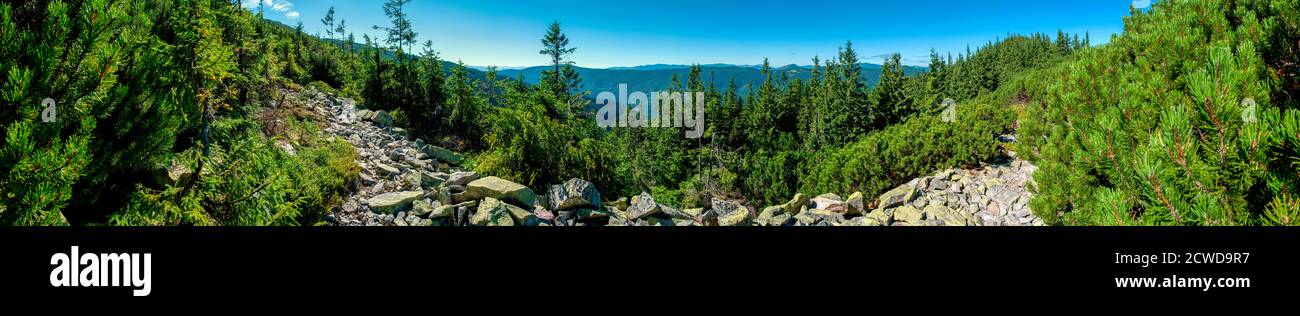 Beauitful green forest photo. Pine trees and a path in the forest. Summer mountain background. Rila mountain, Bulgaria Stock Photo