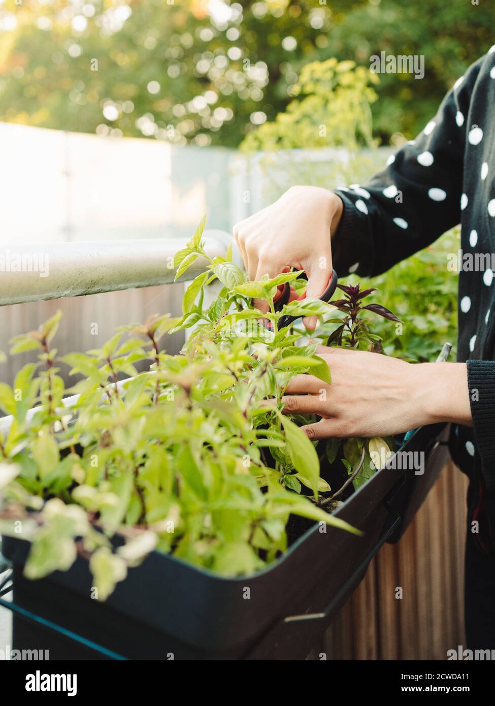 Unrecognisable person cutting leaves from a basil plant in a balcony planter Stock Photo