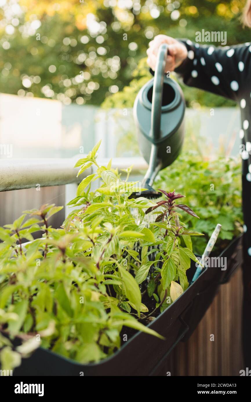 Unrecognisable person watering a basil plant in balcony planter Stock Photo