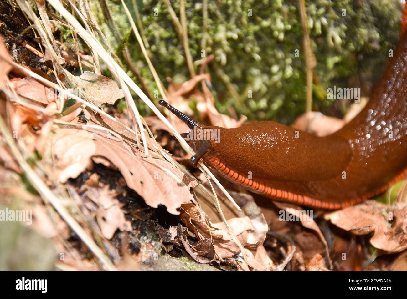 The Spanish slug (Arion vulgaris or  Arion lusitanicus). Stock Photo