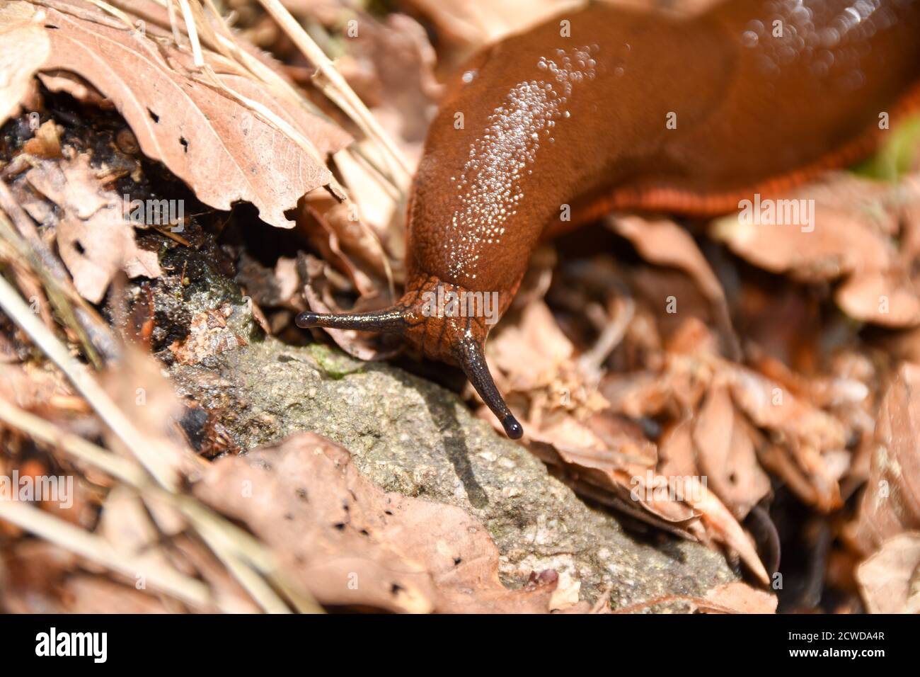 The Spanish slug (Arion vulgaris or  Arion lusitanicus). Stock Photo