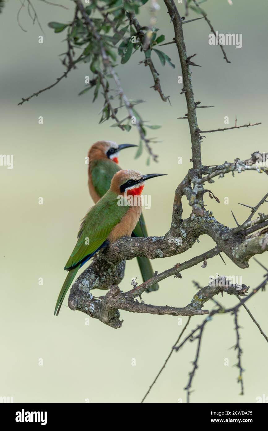 White-fronted bee-eater (Merops bullockoides) in acacia tree in Kenya ...