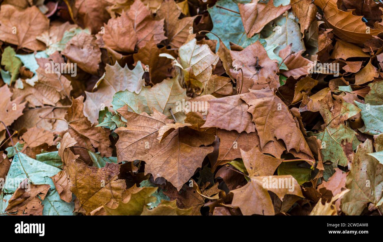 Fallen brown and green leaves in Autumn Stock Photo