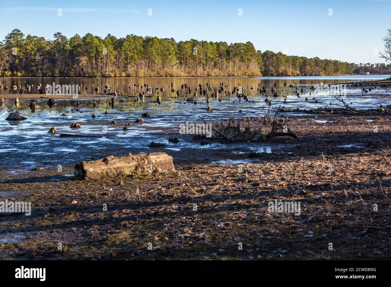 Stumps protrude from low water in Geiger Lake at the Paul B. Johnson State Park near Hattiesburg, Mississippi, USA Stock Photo