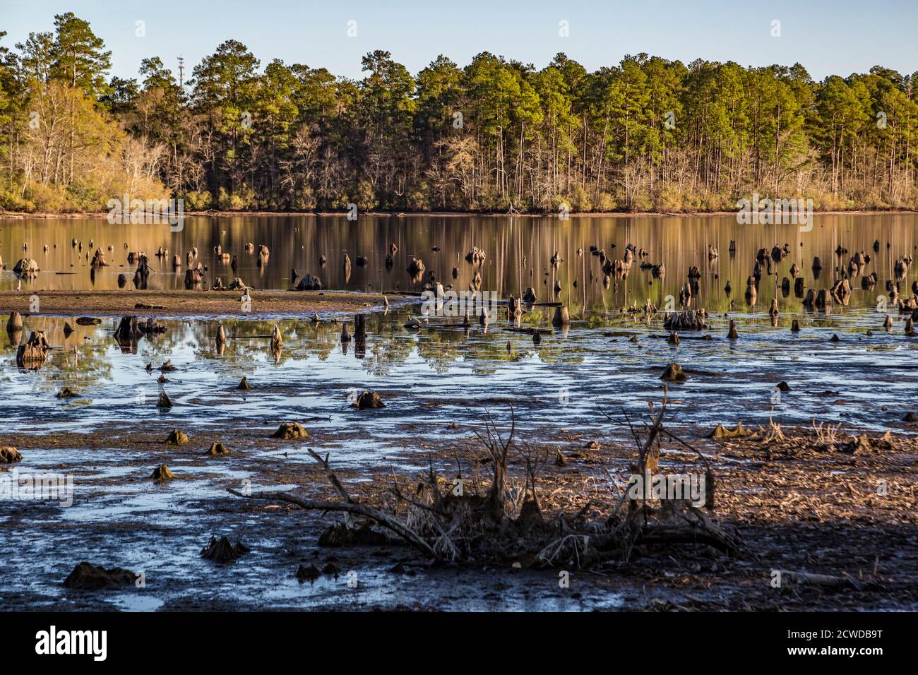 Stumps protrude from low water in Geiger Lake at the Paul B. Johnson State Park near Hattiesburg, Mississippi, USA Stock Photo