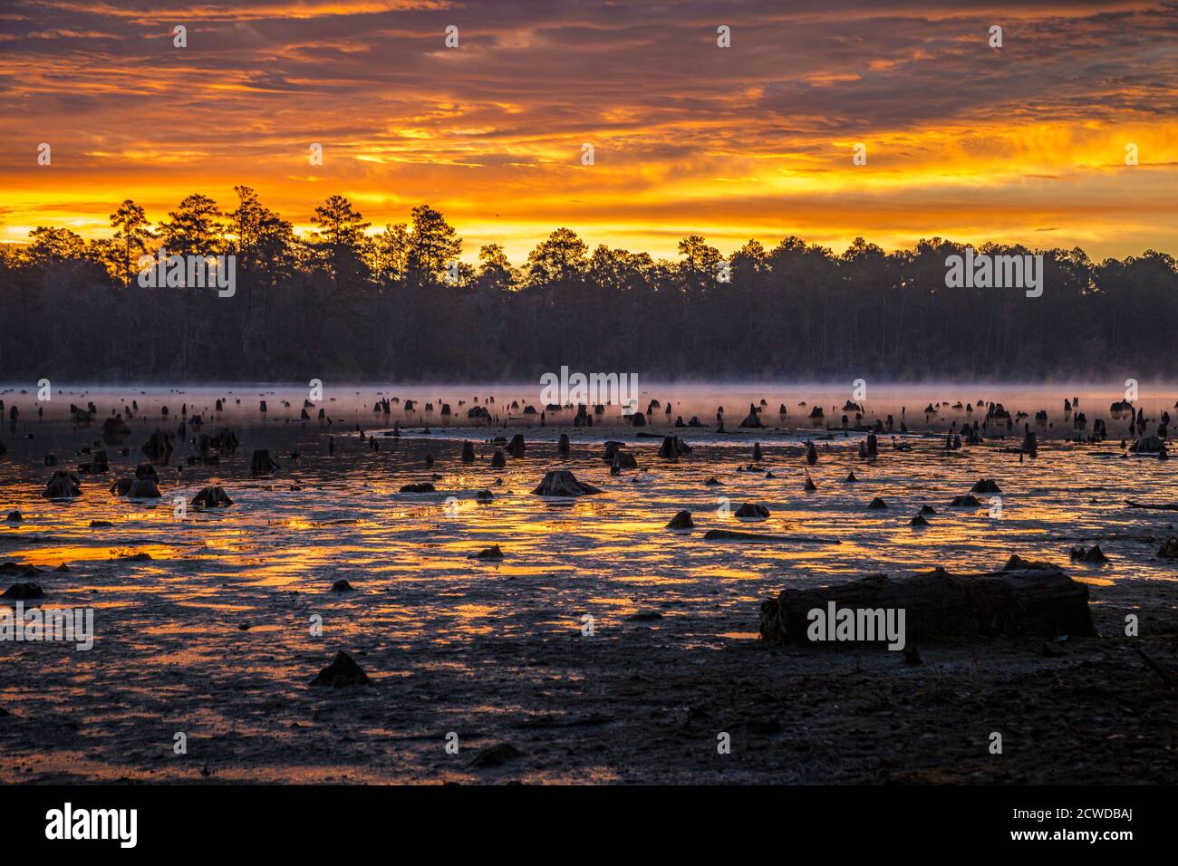 Stumps protrude from low water in Geiger Lake at sunrise in Paul B. Johnson State Park near Hattiesburg, Mississippi, USA Stock Photo