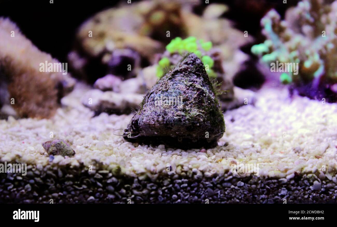 Saltwater Trochus snail in reef aquarium tank Stock Photo Alamy